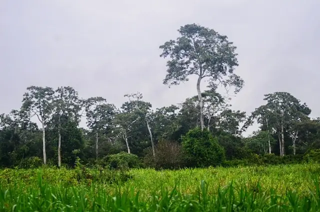 Green Earth Environment Slogans