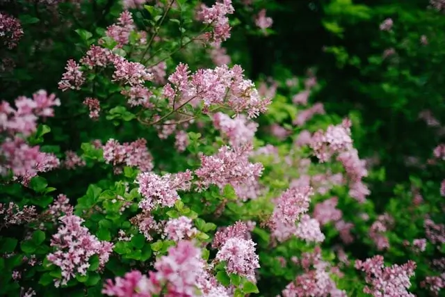 Spring Captions for Instagram