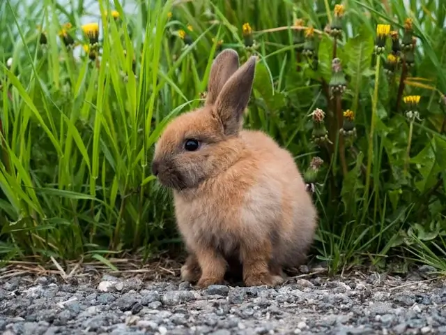 Cute Rabbit