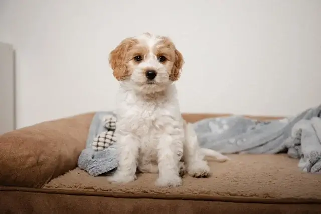 Cute Dog